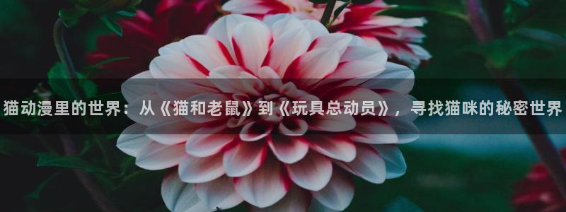 动漫天堂免费